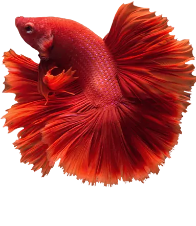 fhaquatics-slider-vibrant-quarantined-stable-fish