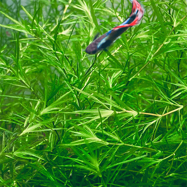 Guppy Grass