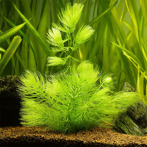Hornwort