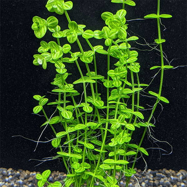 Lindernia Rotundifolia