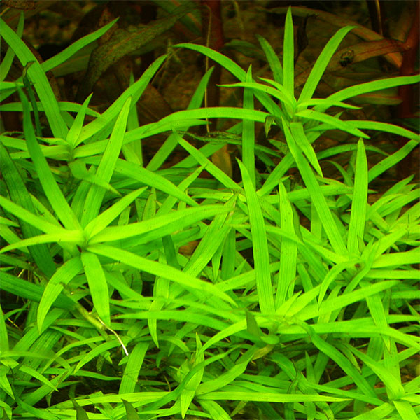 Star Grass
