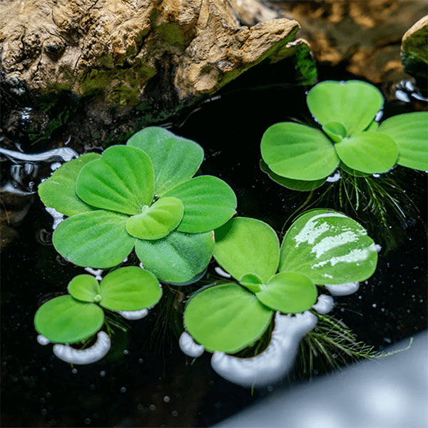 Water Lettuce