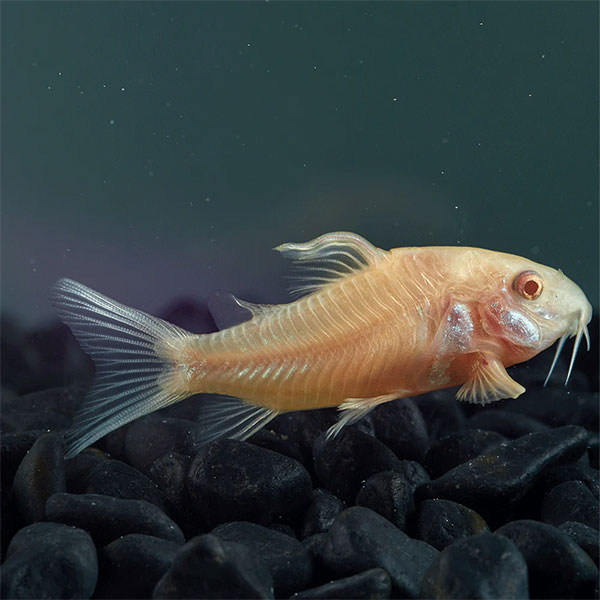 Albino Corydora