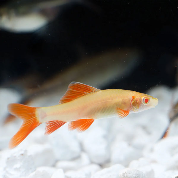 Albino Shark