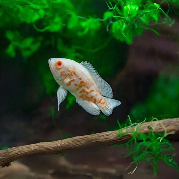 Albino Tiger Oscar Cichlid