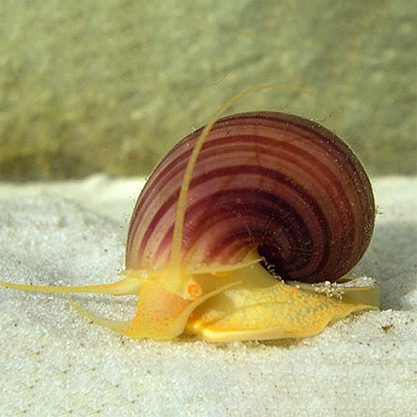 Apple Snail