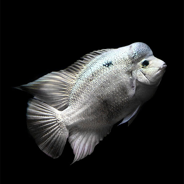 Argentea Cichlid