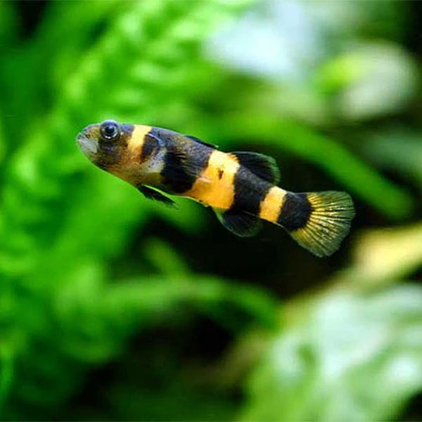 Bumblebee Goby