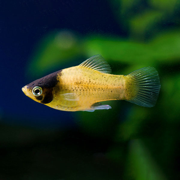 Bumblebee Platy