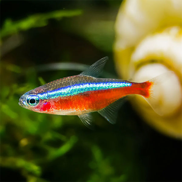 Cardinal Tetra