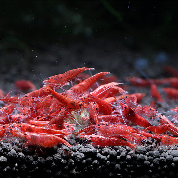 Cherry (Neocaridina) Shrimp