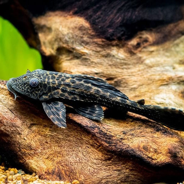 Common Pleco (Black)