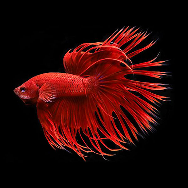 Assorted Crowntail Betta