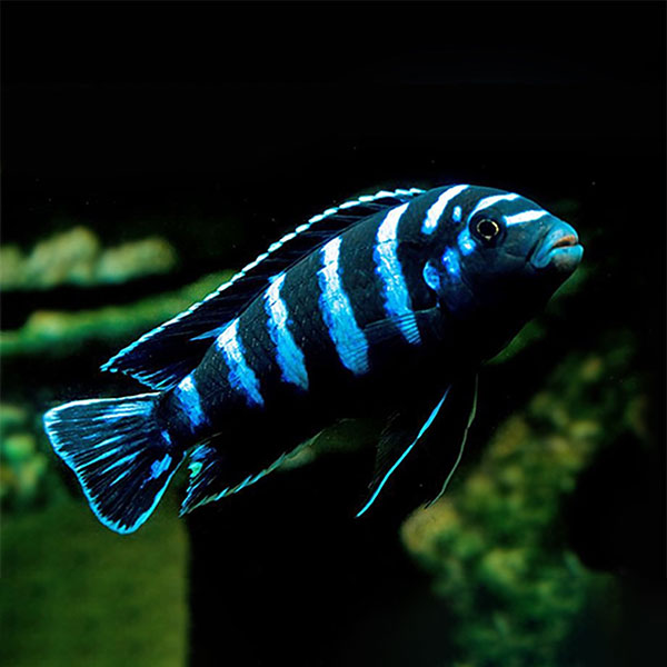 Demasoni Cichlid