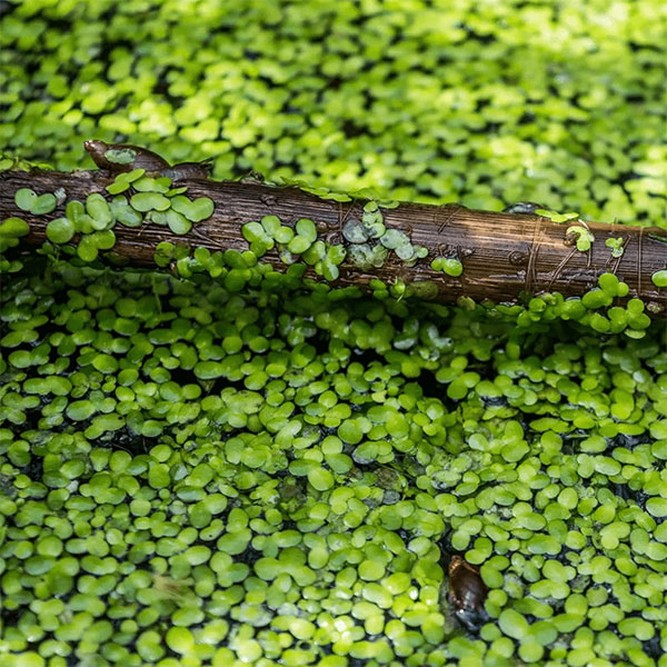 Duckweed