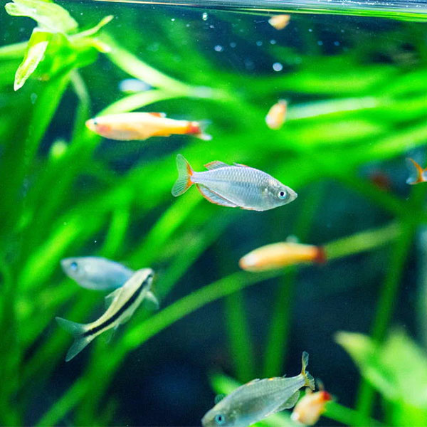 Dwarf Neon Rainbowfish