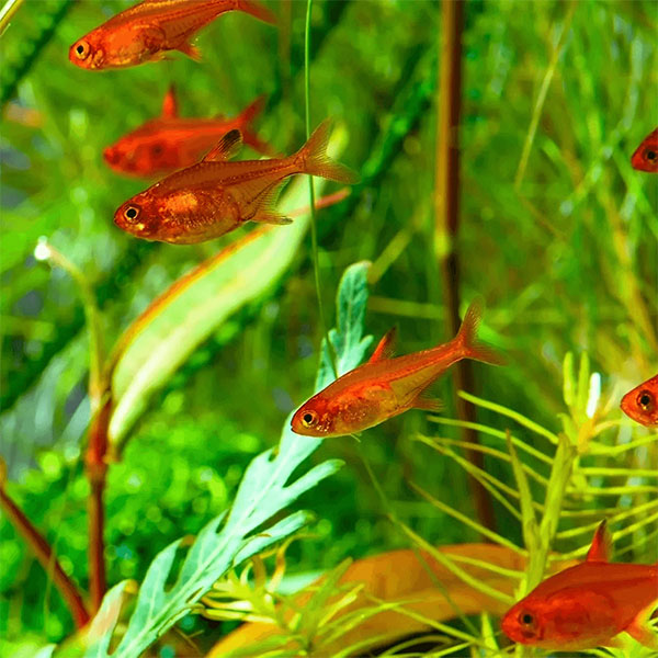 Ember Tetra