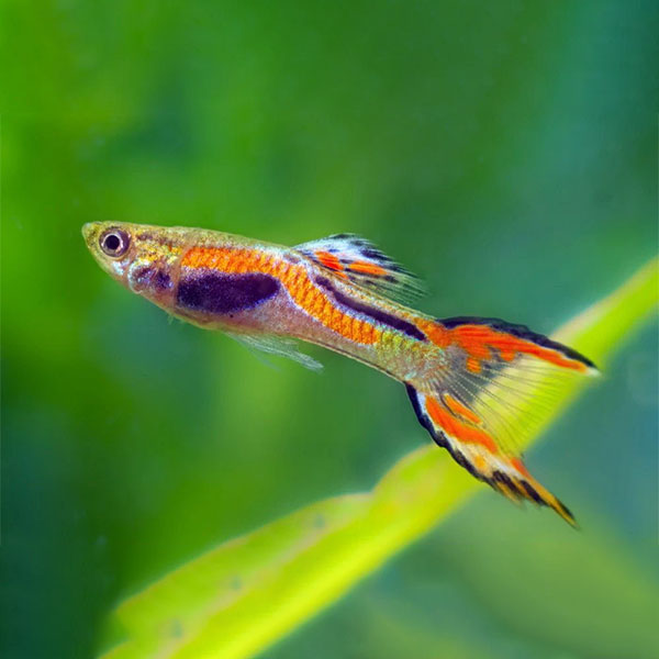 Endler Guppy