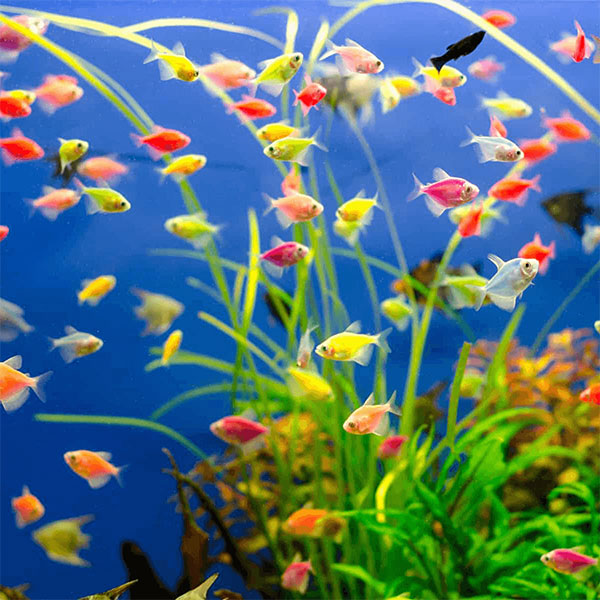 Fluorescent Tetra
