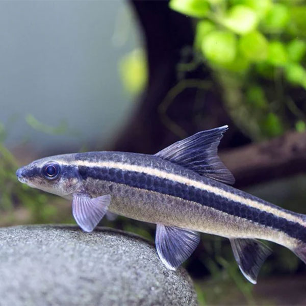 Flying Fox Algae Eater