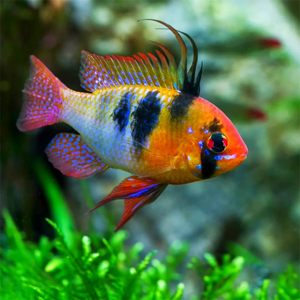 German Blue Ram Cichlid