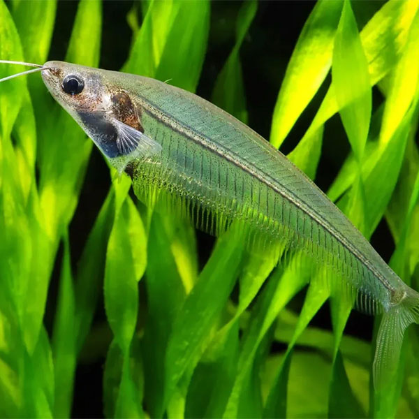 Ghost Catfish (Glass Ghost Fish)