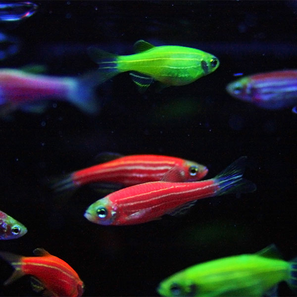 Assorted (Plain Zebra + Glow Zebra) Danio