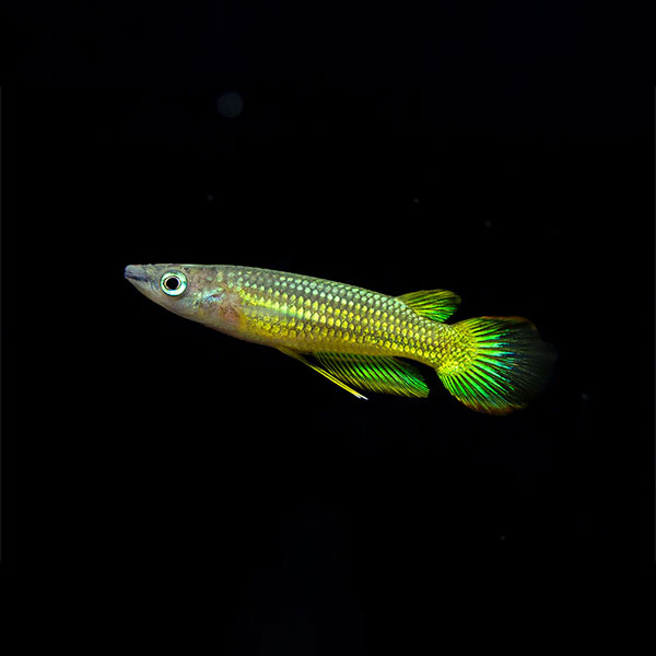 Golden Wonder Panchax