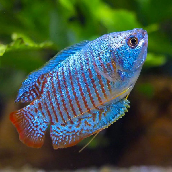Powder Blue Gourami