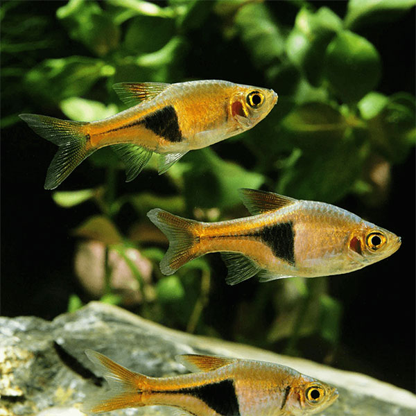 Harlequin Rasbora