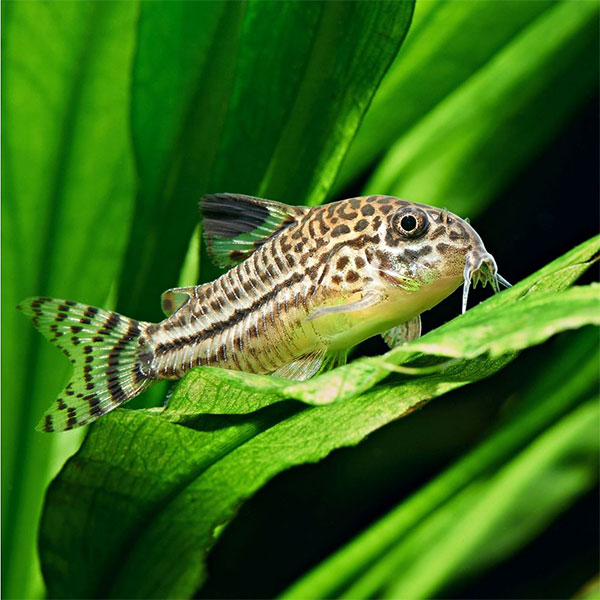 Julii Corydora