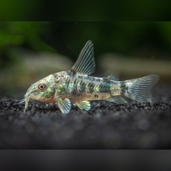 Peppered Cory