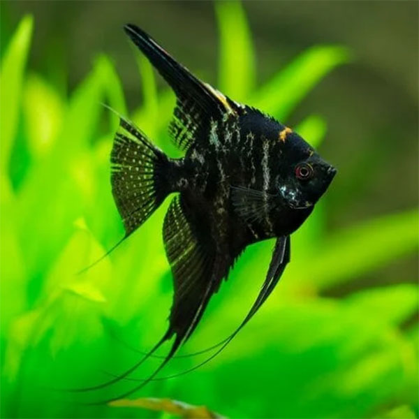 Marble Angelfish