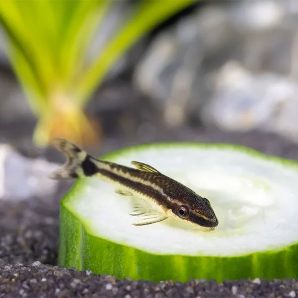 Otocinclus Catfish