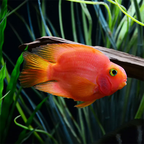 Parrot Cichlid