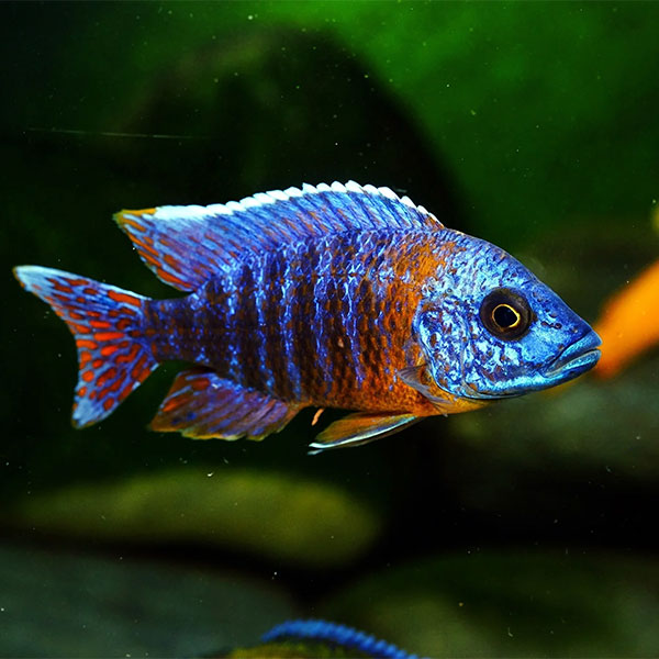 Peacock Cichlid