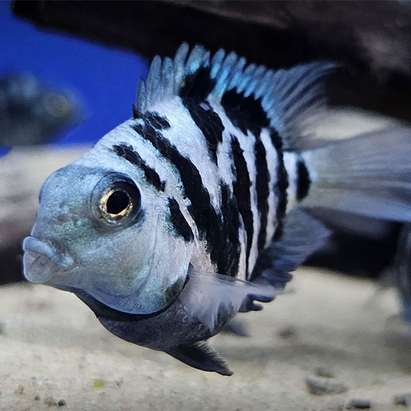Polar Blue Cichlid