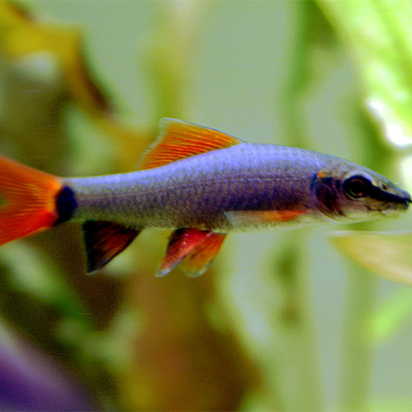 Rainbow Shark