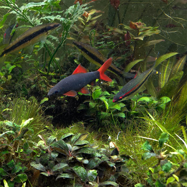 Rainbow Shark - Image 3