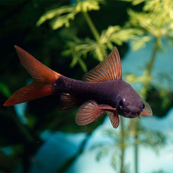 Rainbow Shark - Image 4