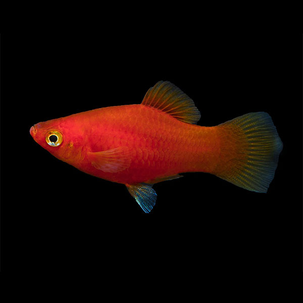 Red Platy