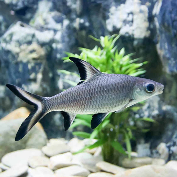 Silver Shark