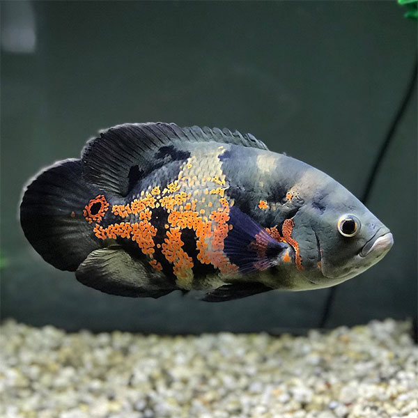 Tiger Oscar Cichlid
