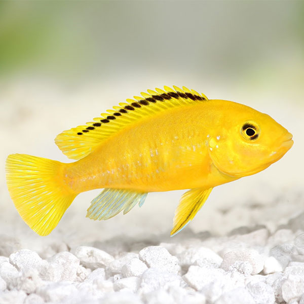 Yellow Lab Cichlid
