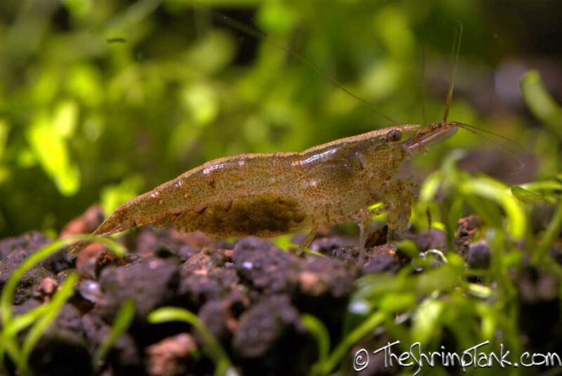 Wild Type (Cherry) (Neocaridina) Shrimp - Image 2