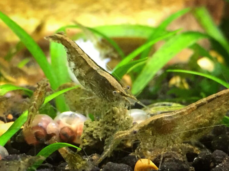 Wild Type (Cherry) (Neocaridina) Shrimp - Image 3